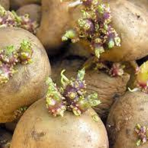 Batatas